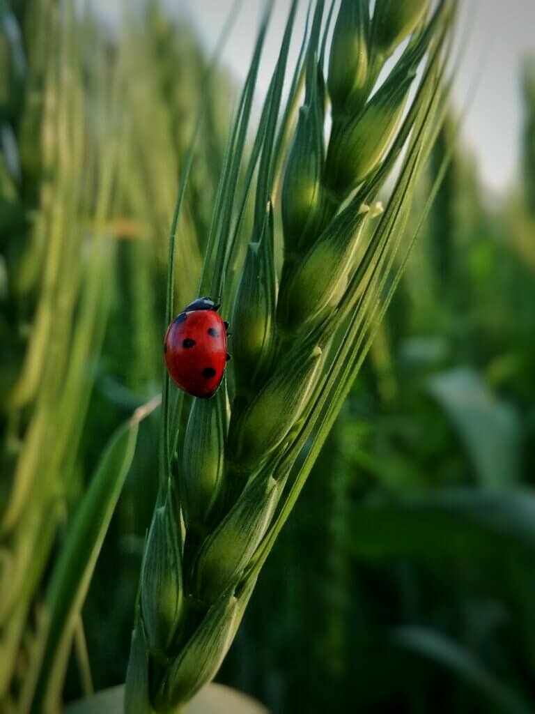 Some insects can be great allies in the fight against crop pests (Photo: Rafay Ansari).