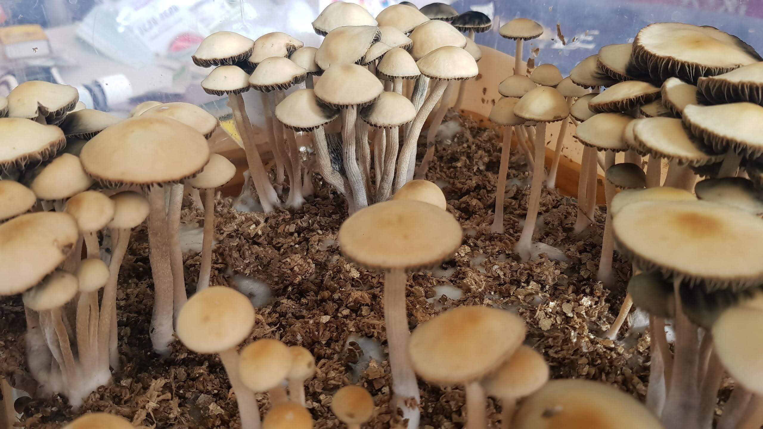 Diferencias entre Panaeolus Cyanescens (Copelandia Hawaiian) y Psilocibe Cubensis