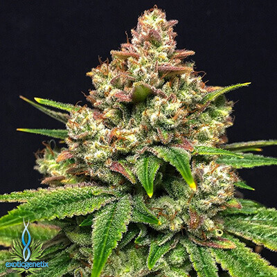 Top 10 highest-THC cannabis strains 2022- Shop