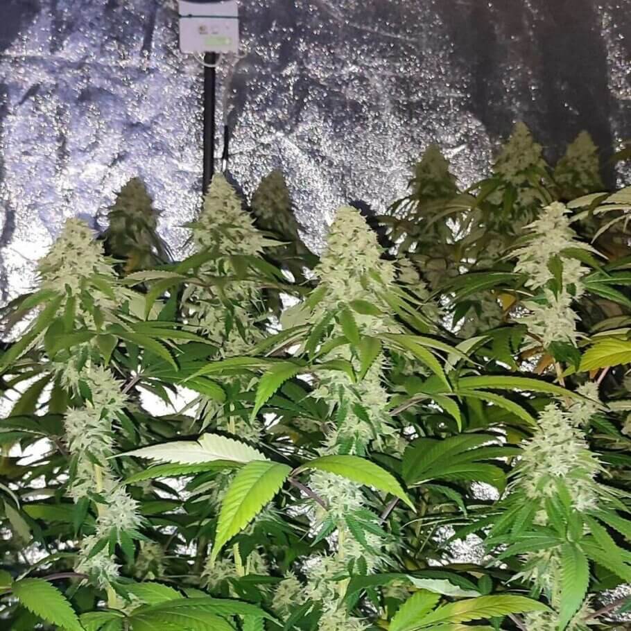 Acid Dawg will fill your garden with impressive and fragrant colas