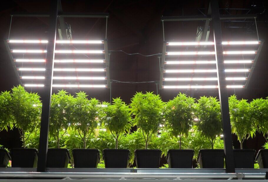 LEDs are usually located closer to the plant tips than HID lamps