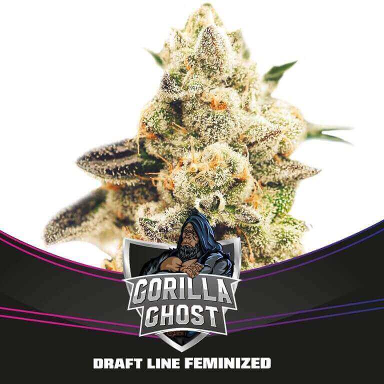 Gorilla Ghost from BSF Seeds, 29% THC