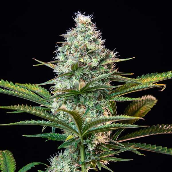 Royal Runtz from Royal Queen Seeds is as potent as she is tasty