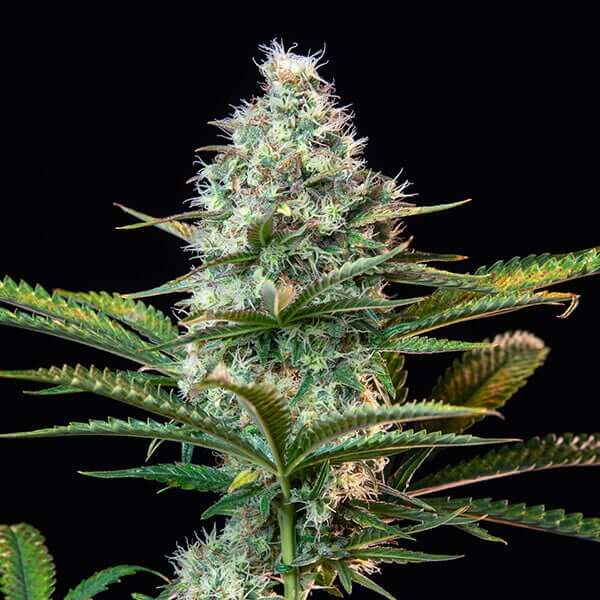 Royal Runtz de Royal Queen Seeds es tan potente como sabrosa