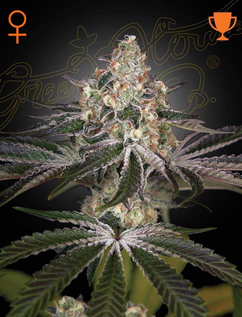 Historia de la White Widow