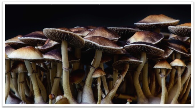 Psylocibe Cubensis listos para la cosecha