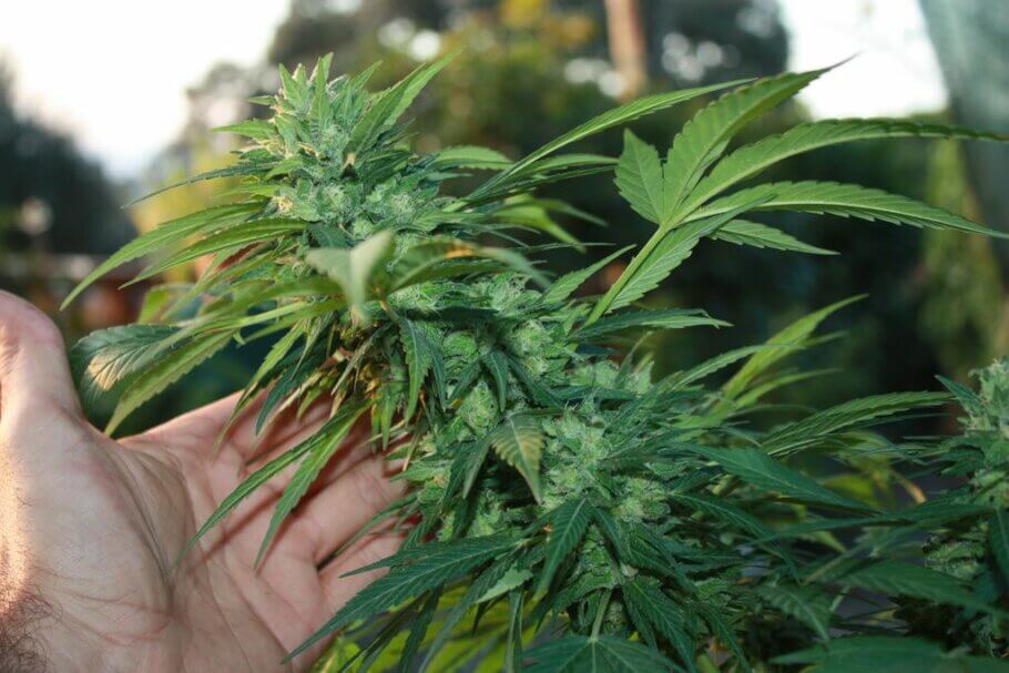 Si le procuras los cuidados que requiere, el cannabis te recompensará con estupendas flores