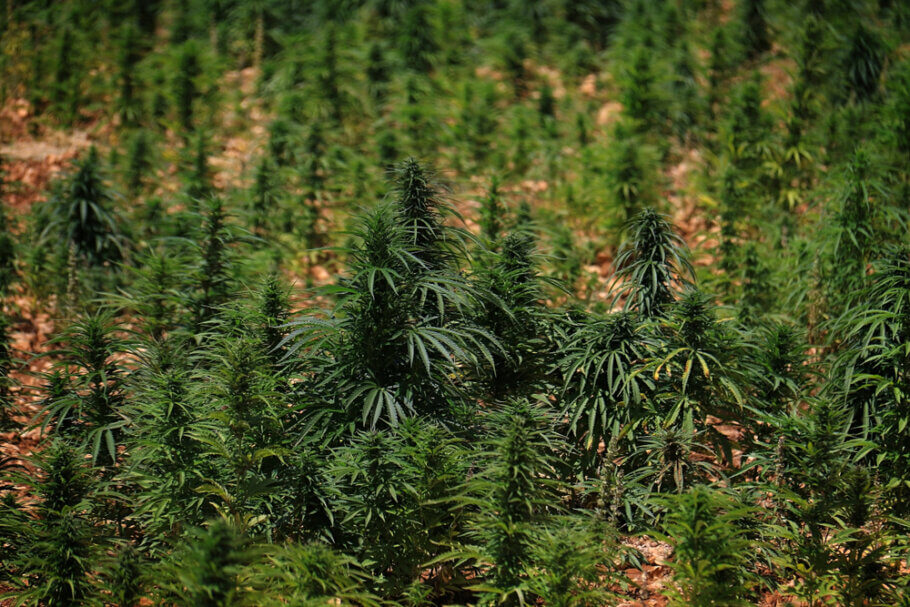 Aunque ilegal desde hace décadas, el cannabis ha seguido cultivándose en Líbano principalmente para la producción de su famoso hachís