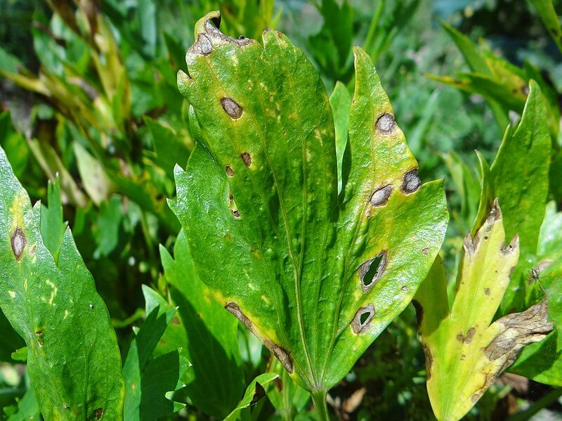 Infección de Septoria apiicola en hojas de Apium graveolens