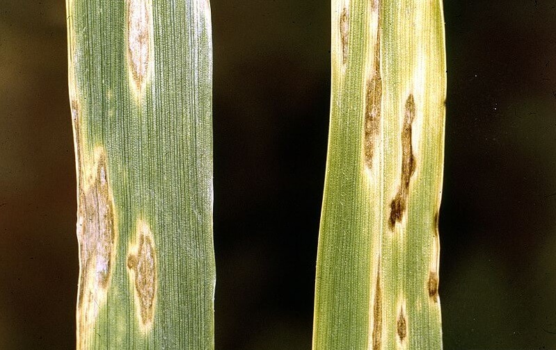 Típicas manchas causadas por Septoria tritici en hojas de trigo