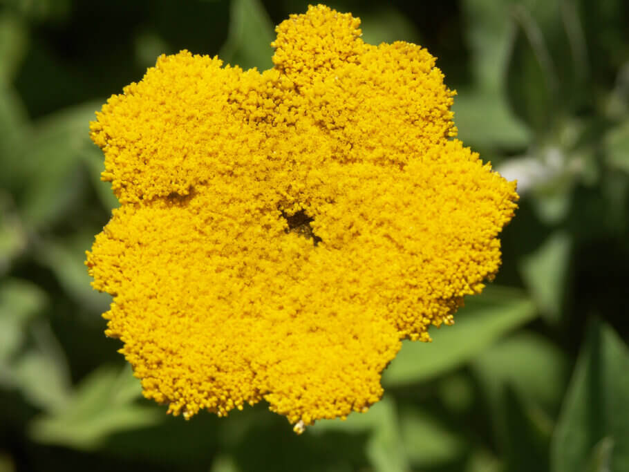 Helichrysum umbraculigerum contiene cantidades considerables de CBG