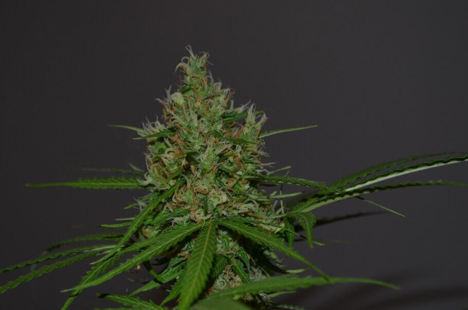 Parece que el cannabis no es la única planta capaz de producir los compuestos conocidos como cannabinoides