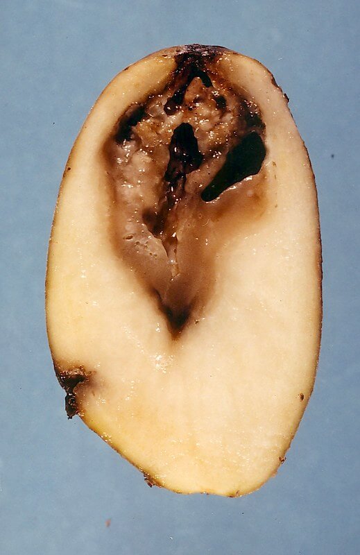 Patata infectada por Erwinia carotovora (Imagen: Scot Nelson)