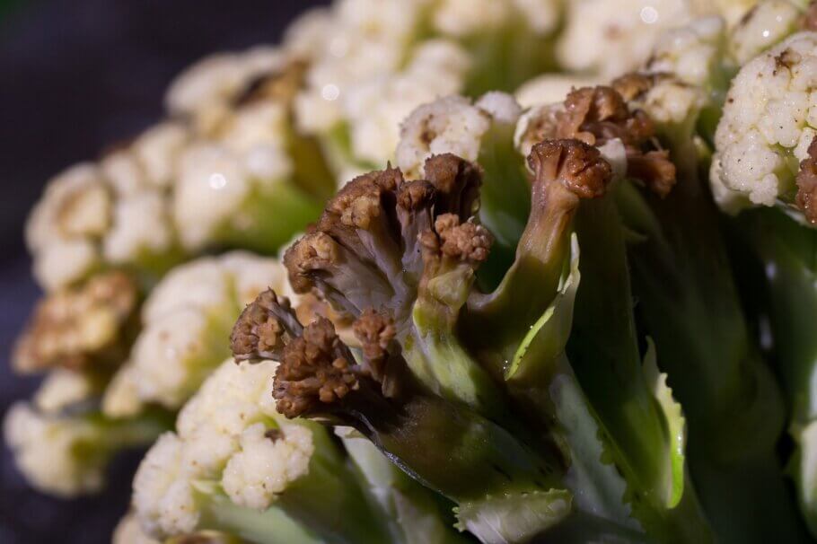 Este brote de coliflor está afectado por la podredumbre blanda causada por la Erwinia