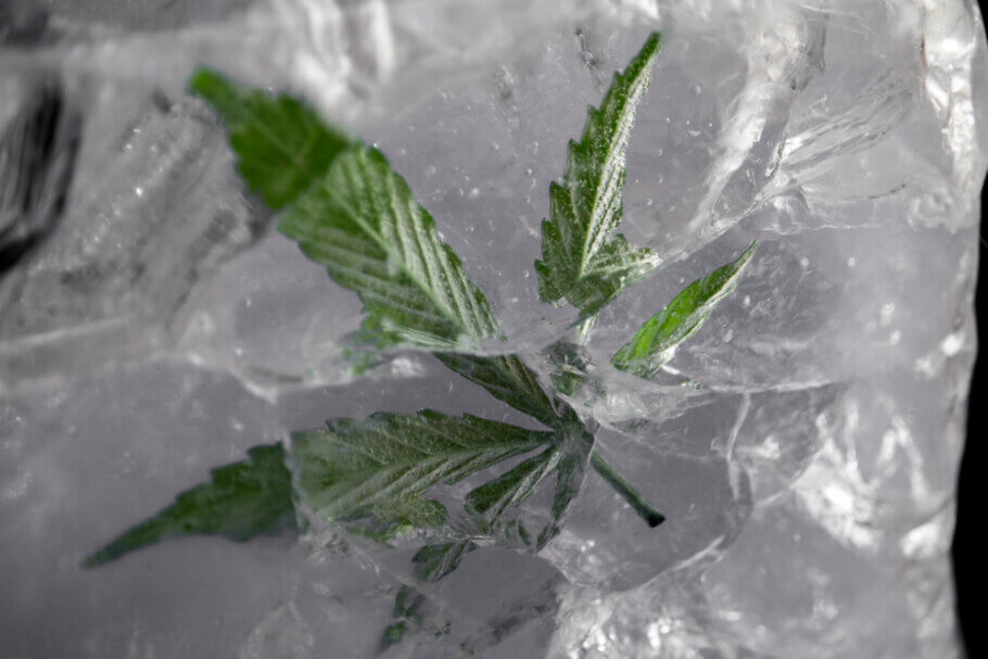Congelar cannabis es muy fácil si sigues una serie de sencillos pasos