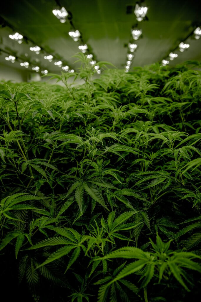 El cultivo interior de cannabis implica generar una serie de residuos que deben tratarse adecuadamente