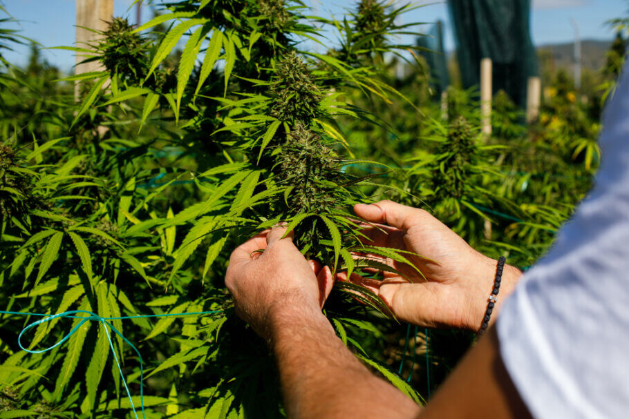 Gracias al cannabis triploide los productores podrán olvidarse de polinizaciones accidentales