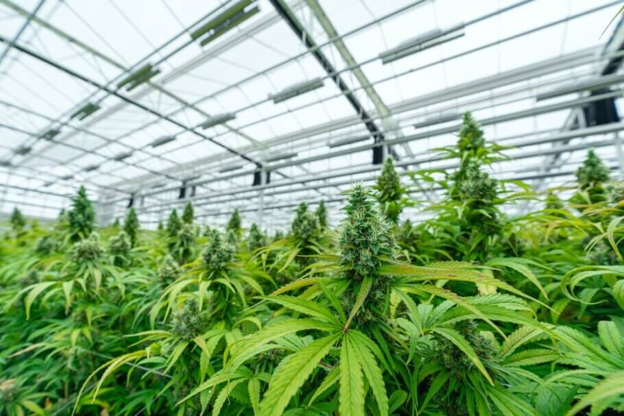 Para los cultivadores comerciales, el cannabis triploide puede suponer un gran paso adelante