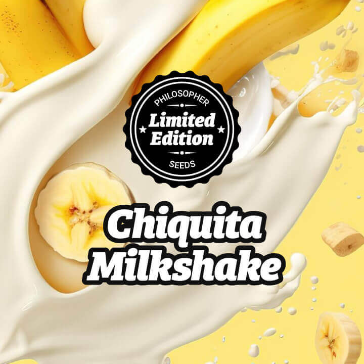 Chiquita Milkshake mezcla lo mejor de Chiquita Banana y Kush Mints