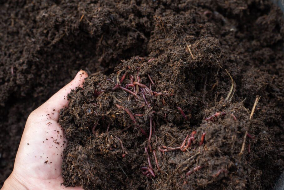 Un living soil contiene materia orgánica y nutrientes, pero también macro y microorganismos beneficiosos