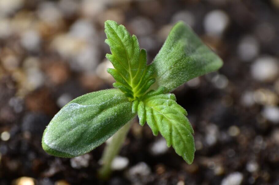 Un living soil proporcionará todo lo que necesitan a sus plantas ya desde las primeras etapas de su vida (Imagen: solguerraa)