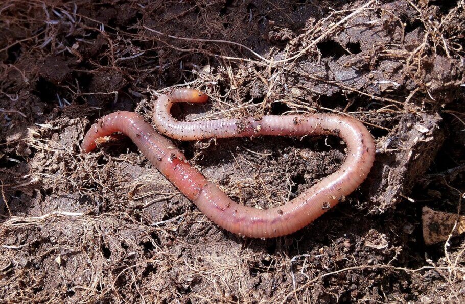 Las lombrices de tierra son grandes aliadas del cultivador, y no pueden faltar en un living soil (Imagen: Patricia Maine Degrave )