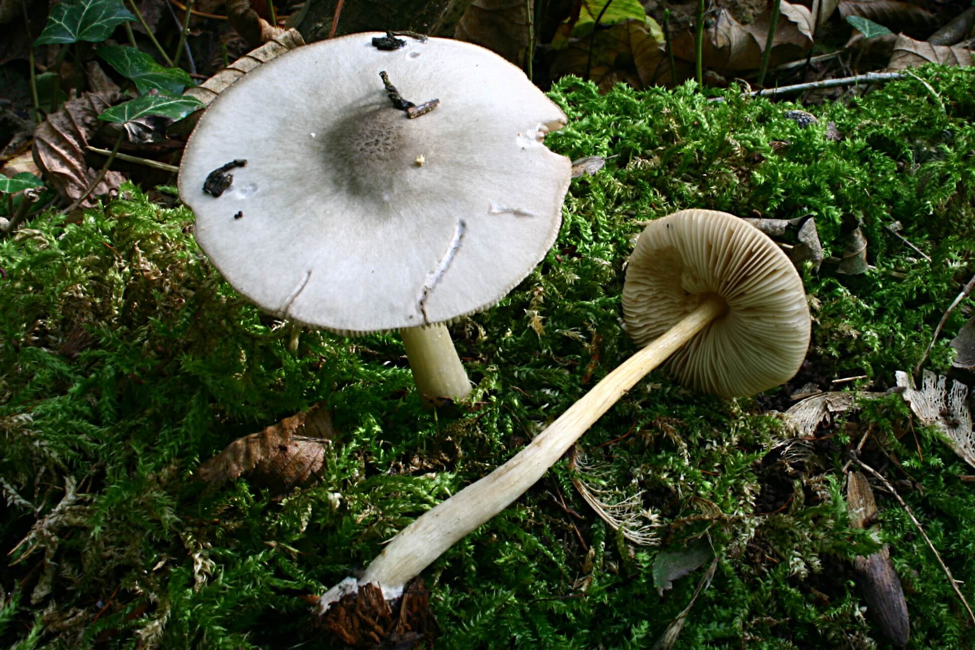 Pluteus salicinus contiene pequeñas cantidades de psilocibina y psilocina