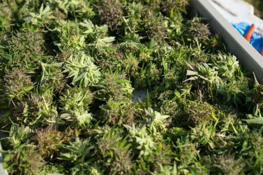 El cannabis produce gran cantidad de fitocannabinoides que también interactúan con el SEC en nuestro organismo (Imagen: Crystalweed cannabis)