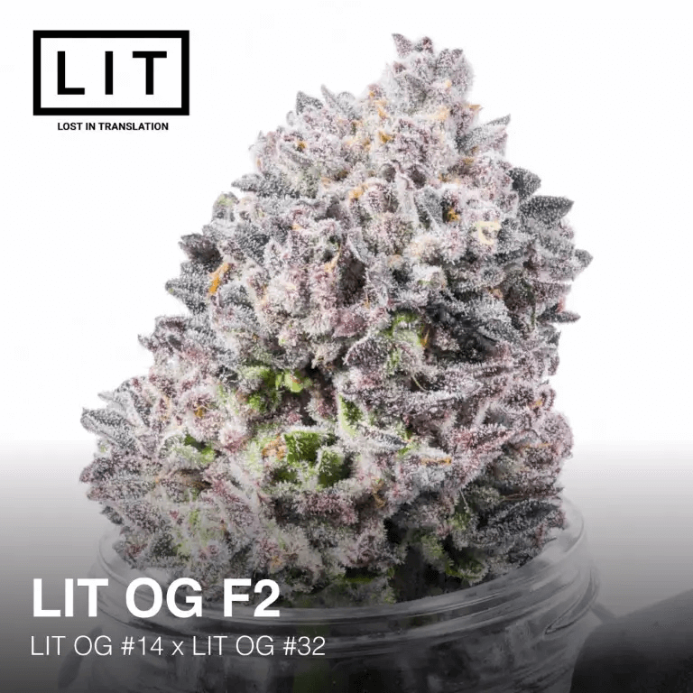 Las flores de LIT OG F2 tienen un aspecto muy característico, con colores violetas que quedan saturados por el brillante blanco de la espesa capa de tricomas que las cubre