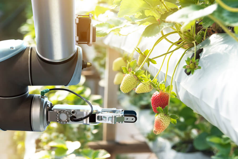 Sí, hoy en día existen robots que saben cuándo es el momento adecuado para cosechar, y lo hacen de forma automática