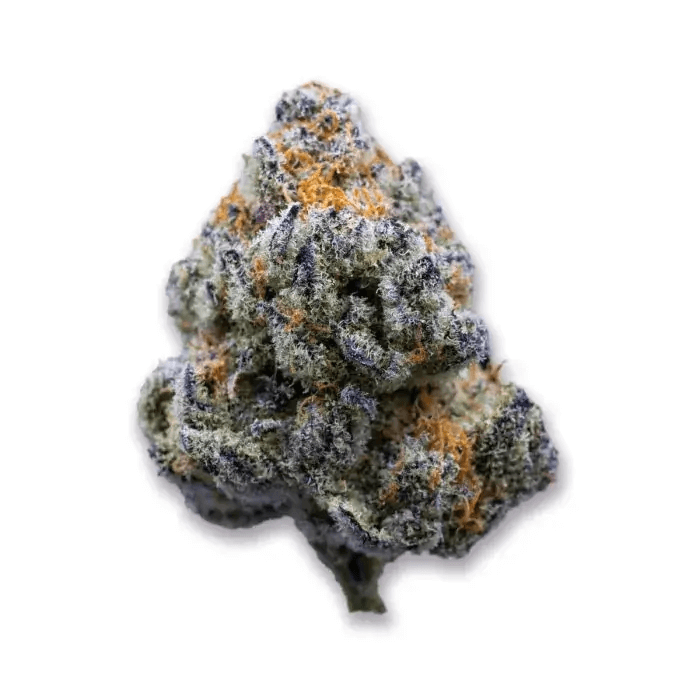 Platinum Mimosa Cookies Fast Version es una gran productora y además muy rápida, una excelente opción tanto para novatos como para veteranos