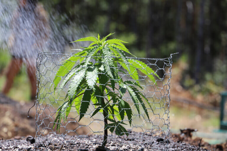Cómo y cuándo sacar plantas de interior al exterior