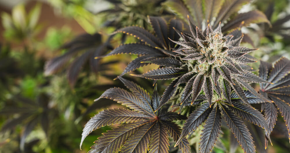 Algunas plantas de cannabis producen THC-JD de manera natural, aunque en pequeñas cantidades