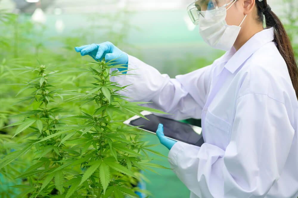 Máster en Cannabis por la Universidad de Barcelona, un gran oportunidad