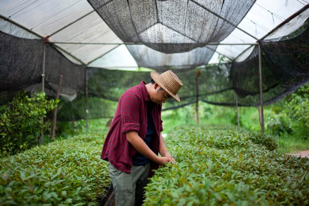 Un agricultor tailandés trabajando con sus plantas de Mitragyna speciosa, de donde proviene el kratom