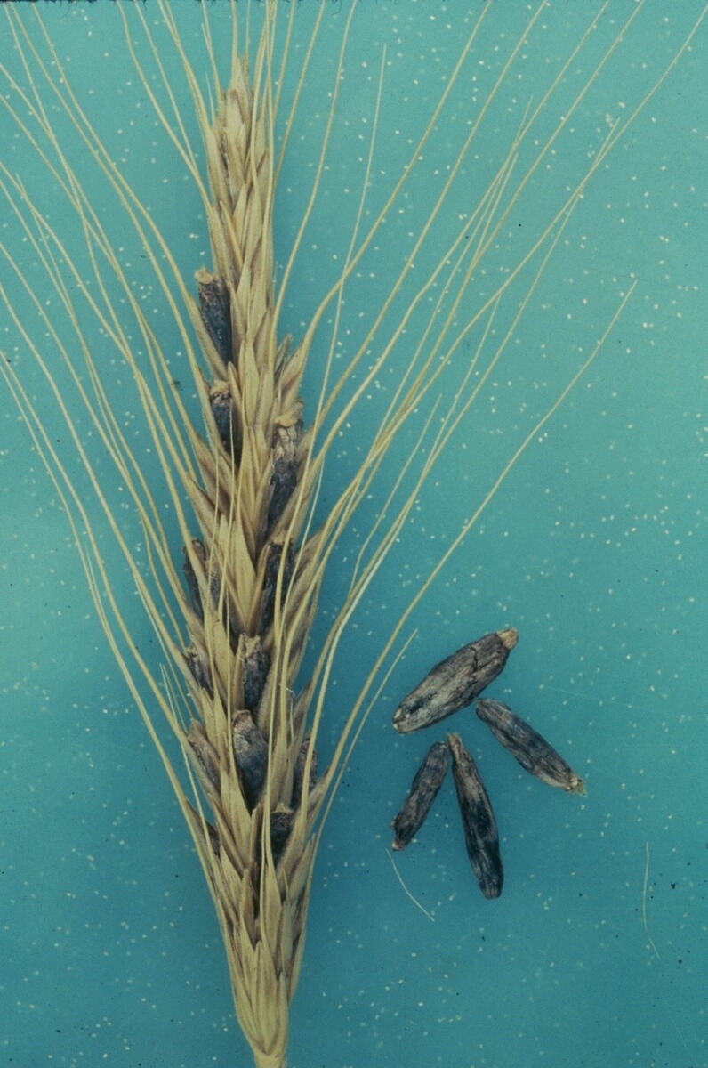 La infección de Claviceps purpurea, en este caso en trigo, es fácilmente detectable