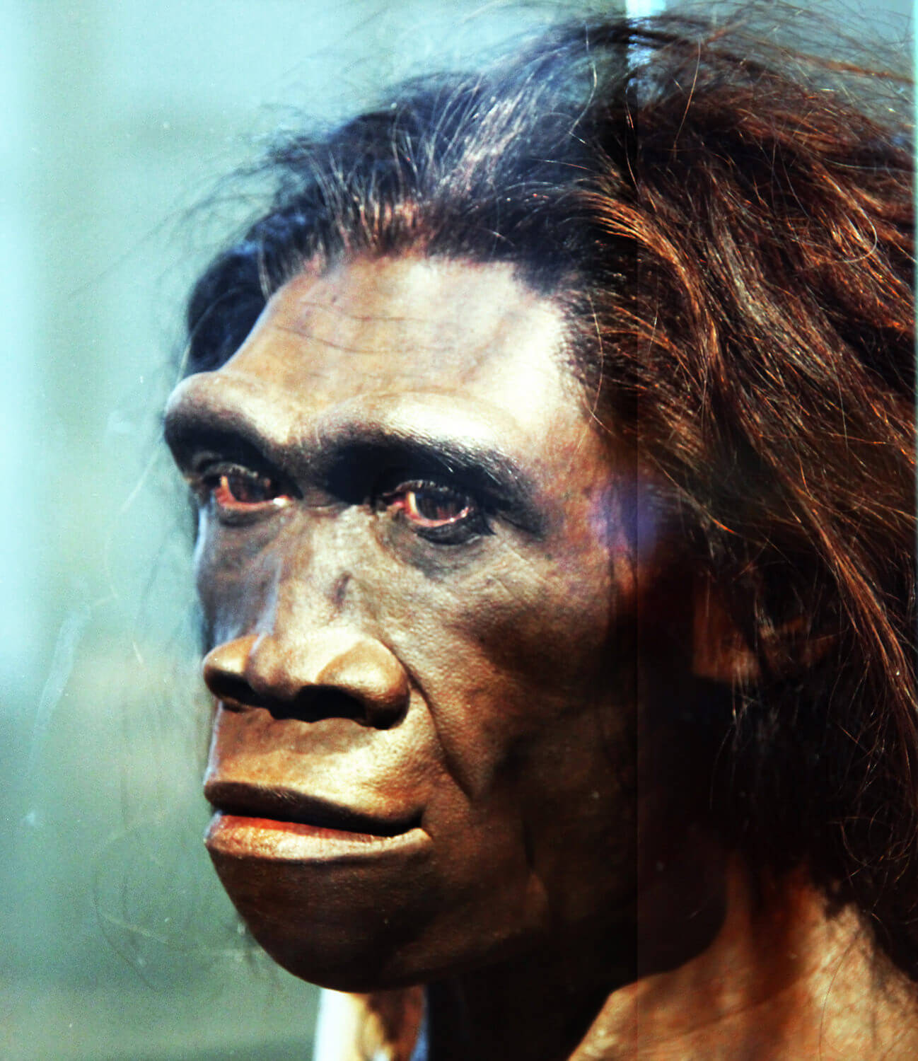 ¿Un Homo erectus puesto de psilocibina? ¡Podría ser!