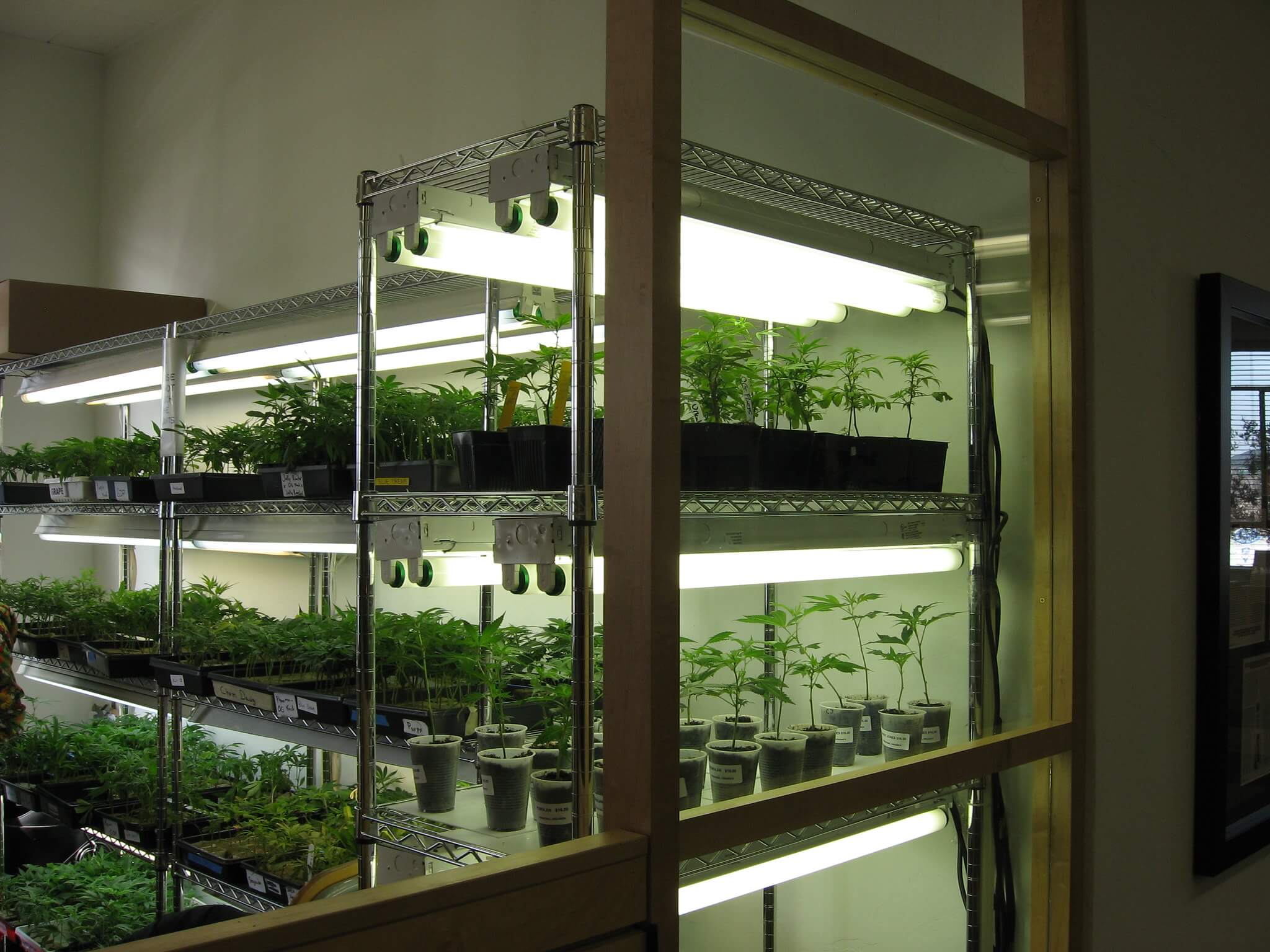 El cultivo interior y de clones revolucionó el sector durante los años 90