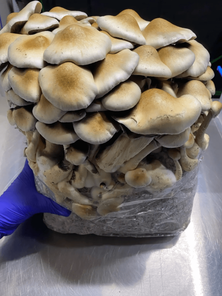 Variedades como Cascadian Teacher de Mycobag tienen niveles moderados de psilocibina, siendo excelentes para el usuario que empieza