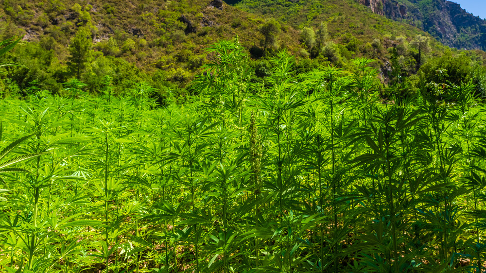 Un cultivo de cannabis en las montañas del Rif, en el norte de Marruecos