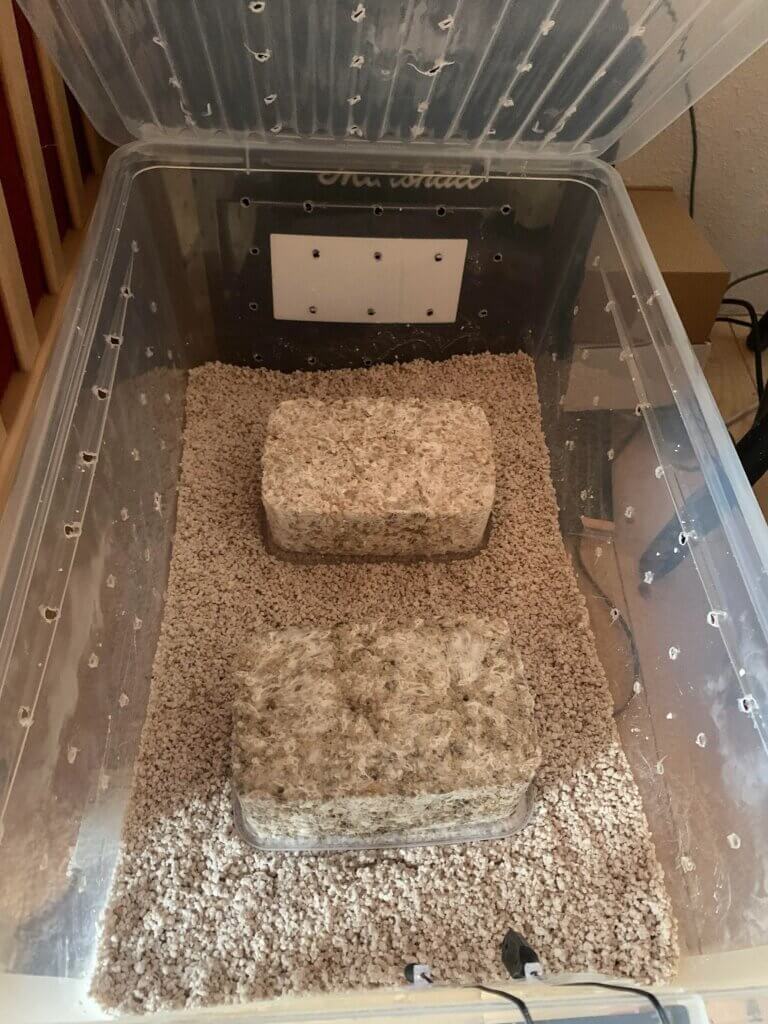En este caso se han puesto a fructificar dos panes inoculados en esta shotgun fruiting chamber (Imagen: r/beacain)