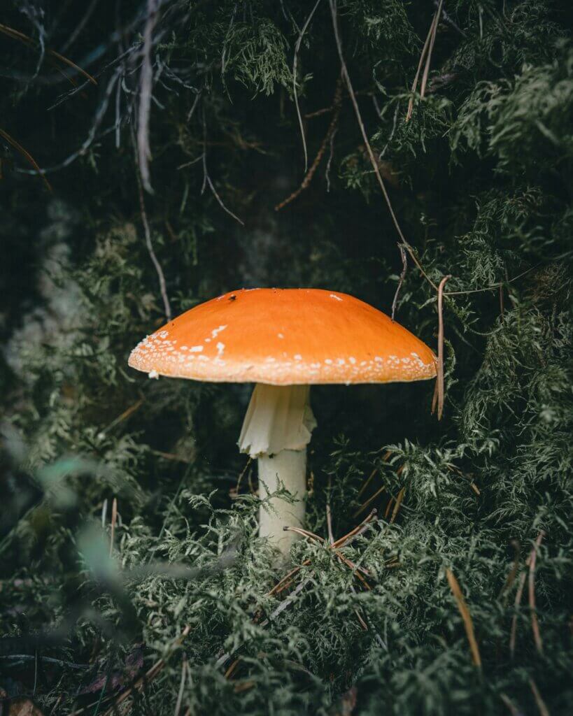 ¿Podrían setas como los psilocybe o las amanitas haber cambiado los procesos cognitivos de los homínidos? (Imagen: Emmeli m)