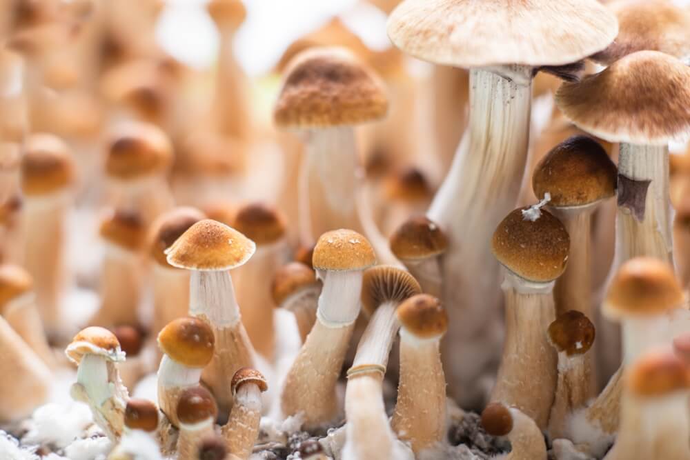 El cultivo de setas se vuelve mucho más fácil si los materiales están correctamente esterilizados