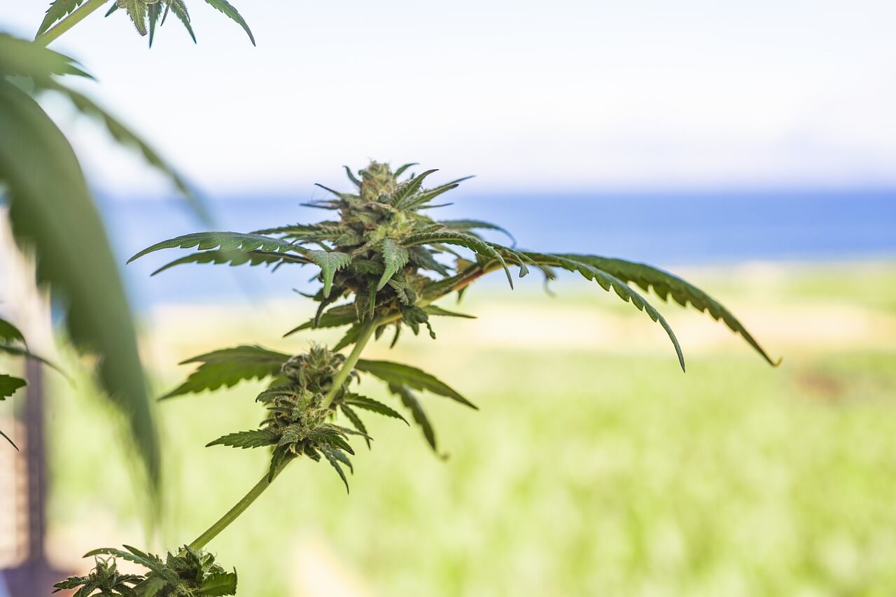 Si optas por el cultivo exterior, ten muy en cuenta el clima en tu región, especialmente a finales de verano (Imagen: Erin_Hinterland)
