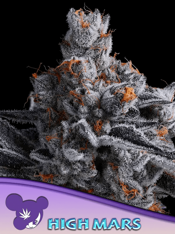 High Mars de Anesia Seeds no sólo ofrece grandes cantidades de THC, también de tricomas