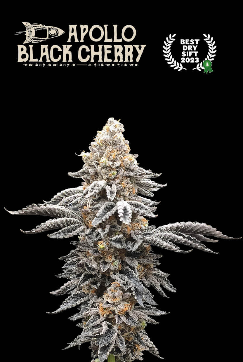 Como puedes ver, la producción de resina de Apollo Black Cherry es simplemente asombrosa