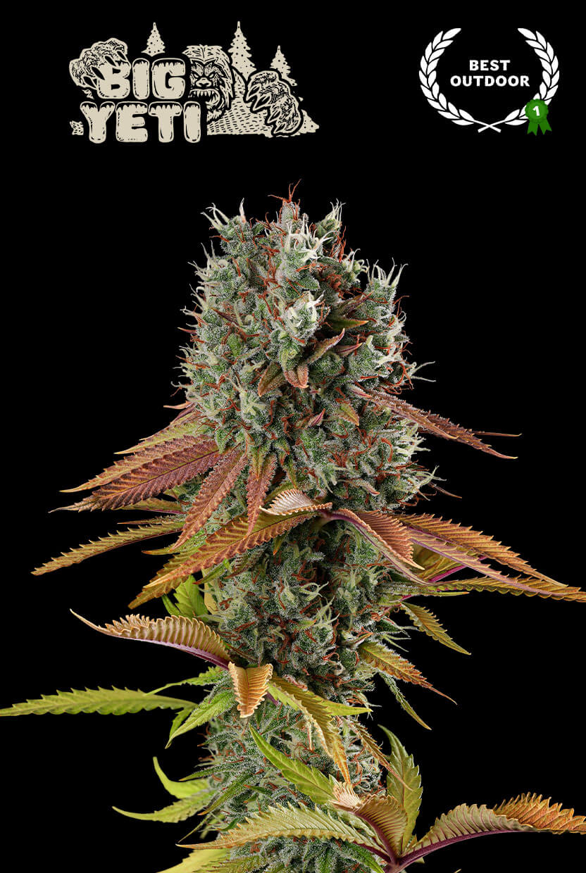Big Yeti de Seedstockers destaca tanto por su producción de resina como de cogollos