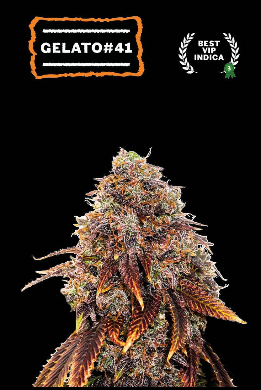 Si te interesa la genética Gelato, no dejes de probar la Gelato #41 de Seedstockers, también conocida como Bacio Gelato