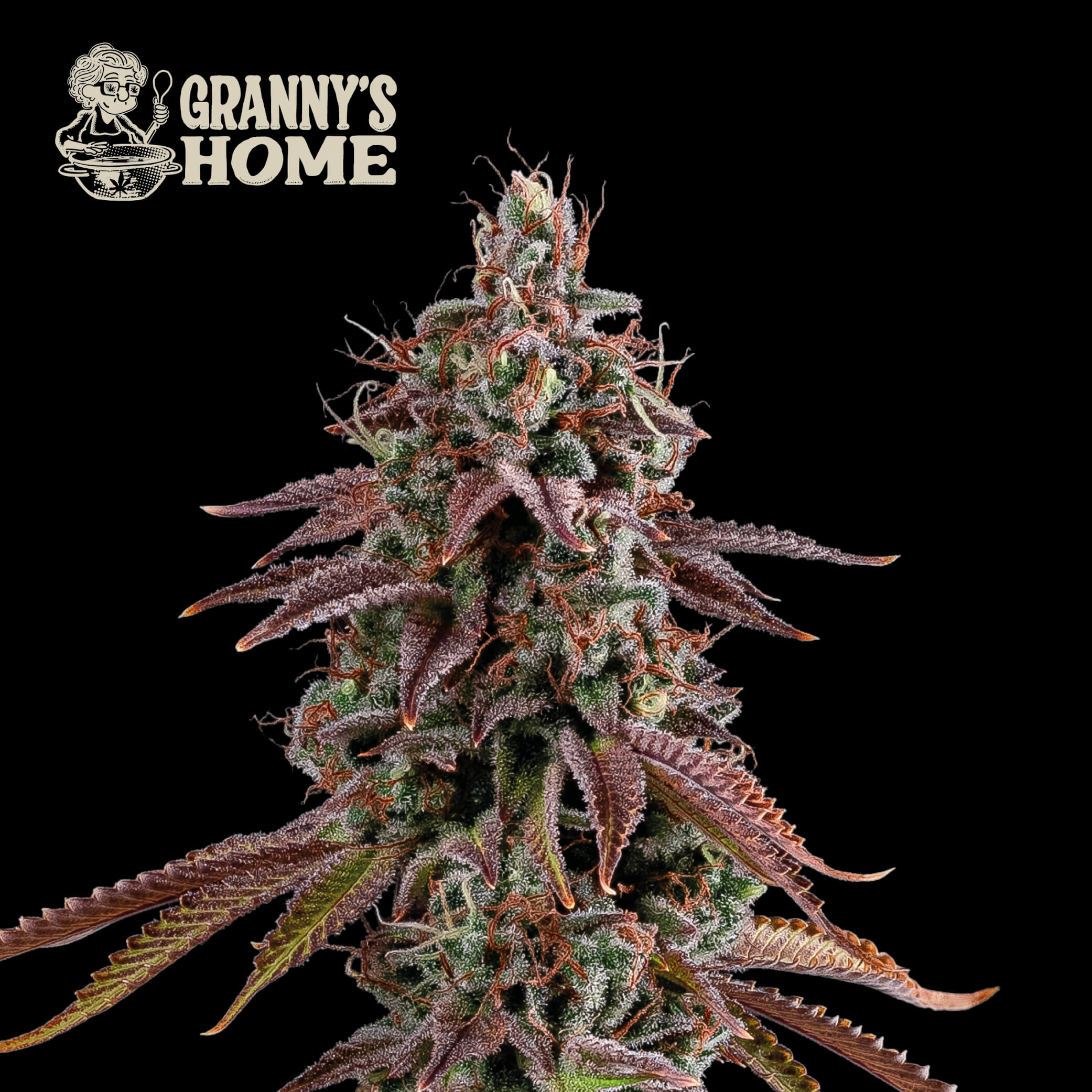 Granny's Home, de la Colección Superior, es un potente cruce entre la famosa GMO y Thunder Dawg