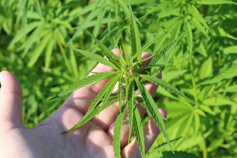 Preparación del cultivo exterior de cannabis